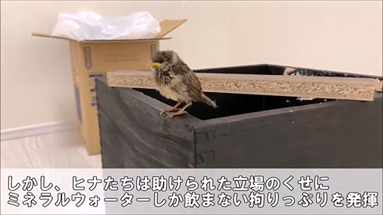 ミネラルウォータースズメ