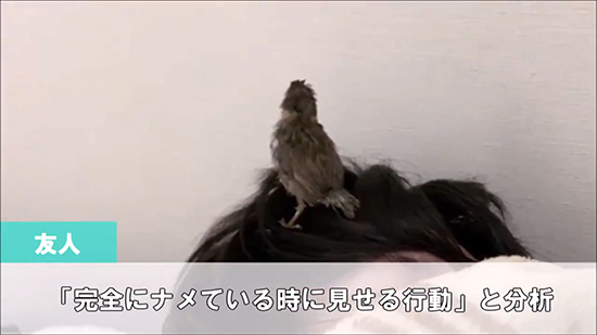 なめているときに見せる行動