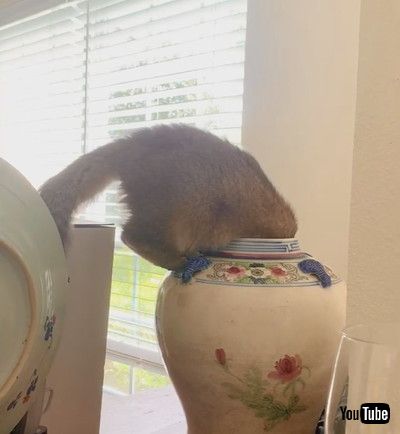 「Sneaky Cat Finds His Way into Vase || ViralHog」