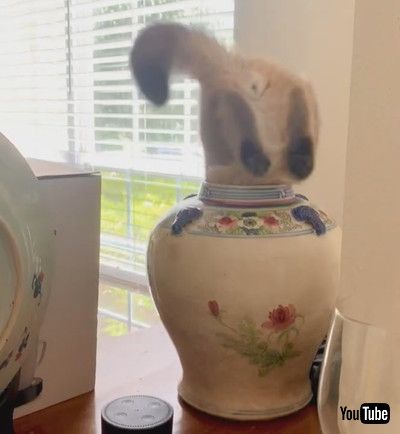 「Sneaky Cat Finds His Way into Vase || ViralHog」
