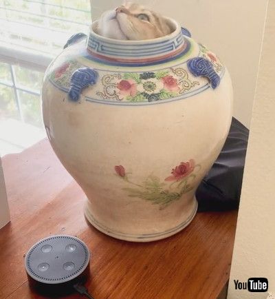 「Sneaky Cat Finds His Way into Vase || ViralHog」