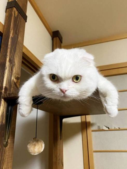 猫 イシツブテ むく君