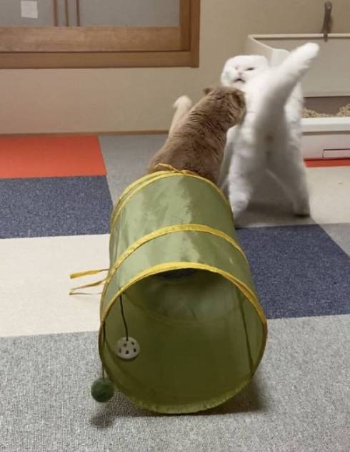 猫 イシツブテ むくちゃん