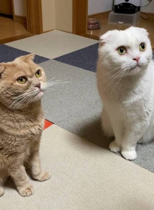 猫 イシツブテ むく君