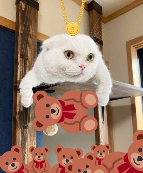 猫 イシツブテ むく君