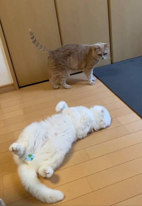 猫 イシツブテ むく君