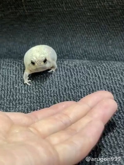 アメフクラガエル