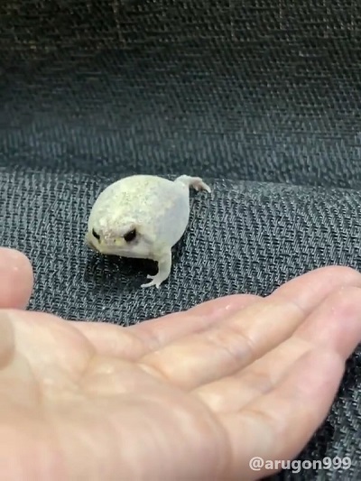 アメフクラガエル