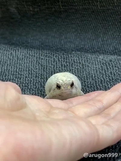 アメフクラガエル