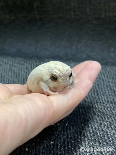 アメフクラガエル