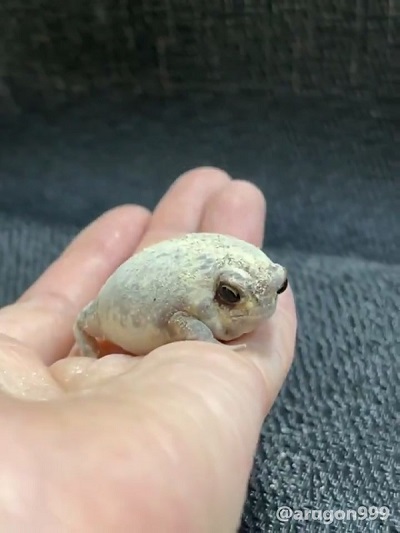 アメフクラガエル