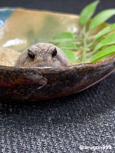 アメフクラガエル