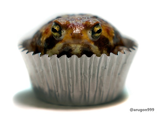 アメフクラガエル