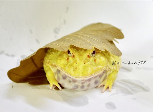 アメフクラガエル