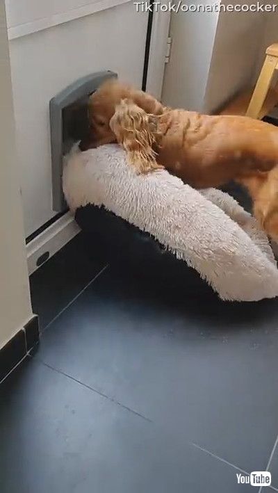 「Doggy Drags Bed Out to the Pond || ViralHog」