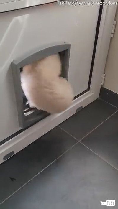 「「Doggy Drags Bed Out to the Pond || ViralHog」