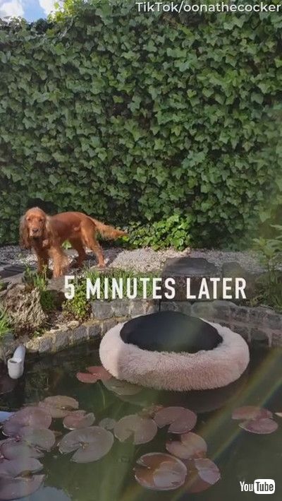 「Doggy Drags Bed Out to the Pond || ViralHog」