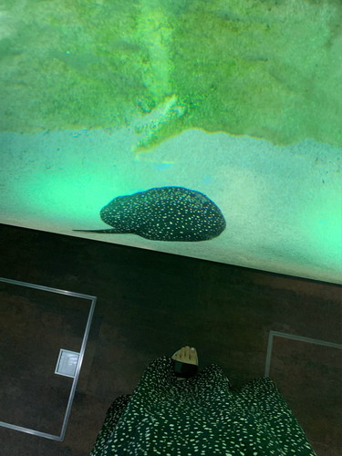 エイとコーデかぶり発生