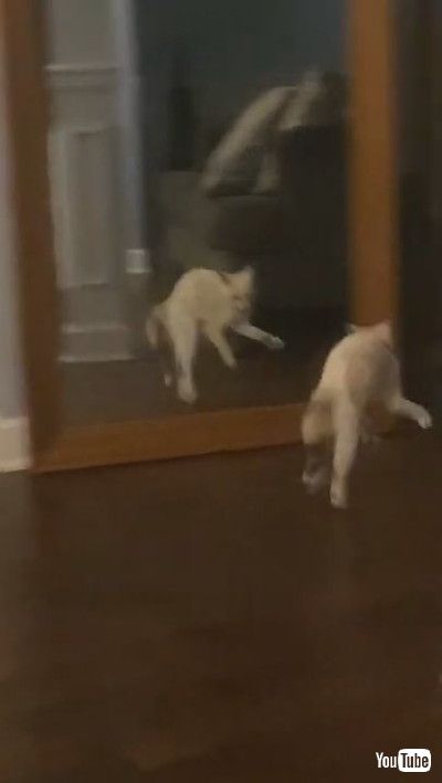 「Adorable Snowshoe Kitten Doesn't Like Her Reflection || ViralHog」