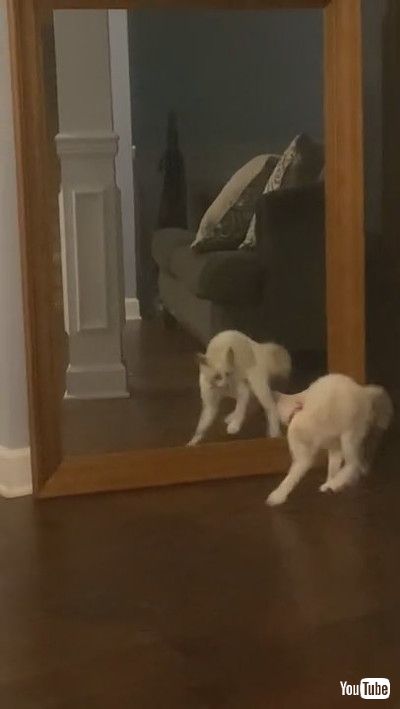 「Adorable Snowshoe Kitten Doesn't Like Her Reflection || ViralHog」