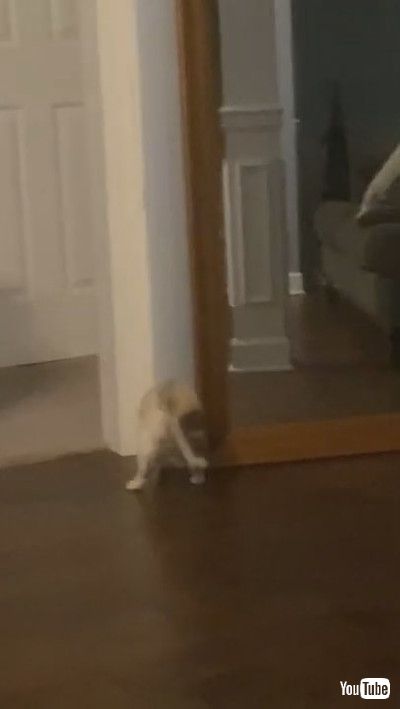 「Adorable Snowshoe Kitten Doesn't Like Her Reflection || ViralHog」