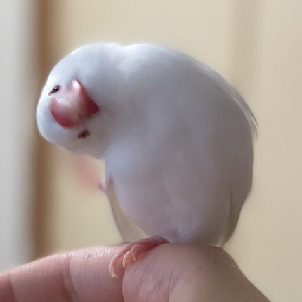 首をかしげる小餅くん