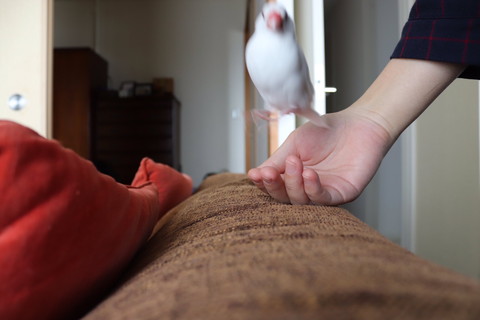 小餅くんいろいろ