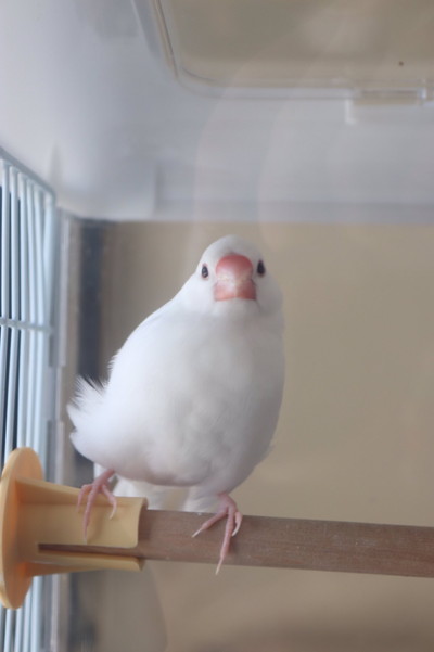 小餅くんいろいろ