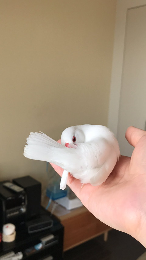 小餅くんいろいろ