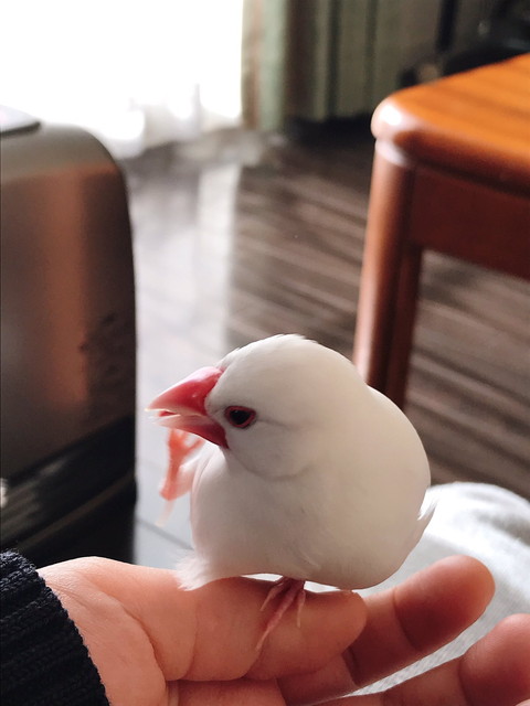 小餅くんいろいろ