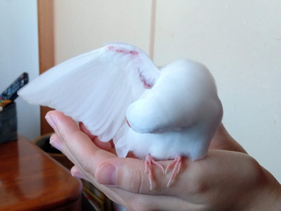 小餅くんいろいろ