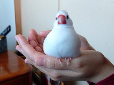 小餅くんいろいろ