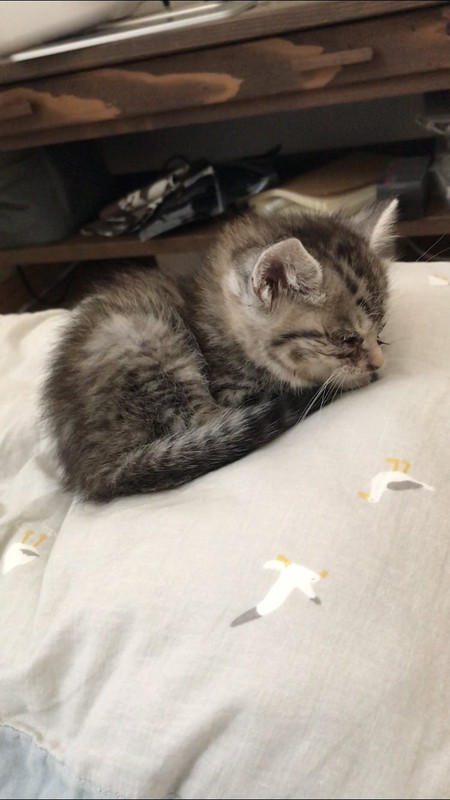 ねこ成長