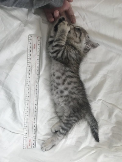 1カ月で伸びるフキちゃん