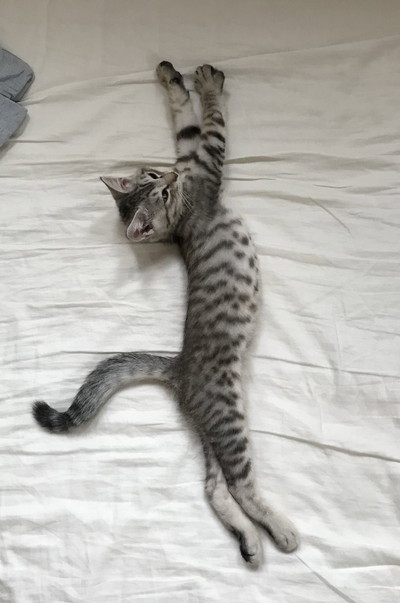 1カ月で伸びるフキちゃん