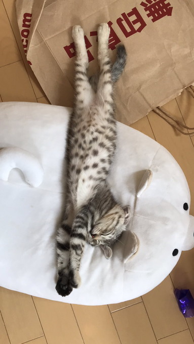 フキちゃんいろいろ