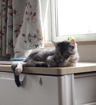 フキちゃんいろいろ