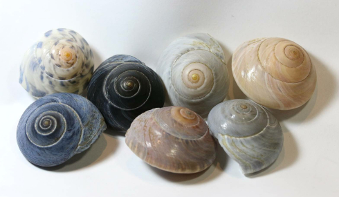 貝殻の写真