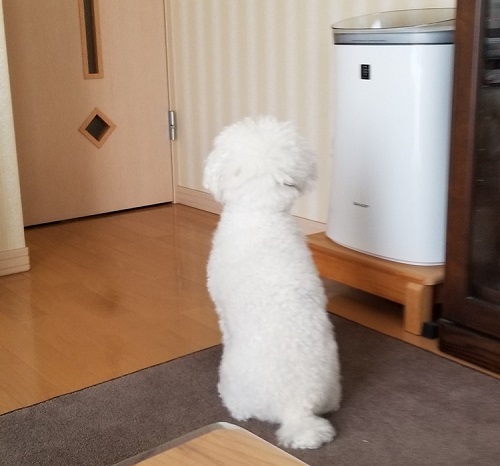 ペット手帳 ベストショット