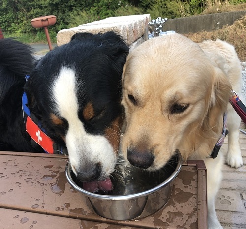 ペット手帳 ベストショット