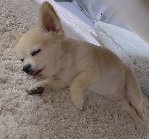 ペット手帳 ベストショット