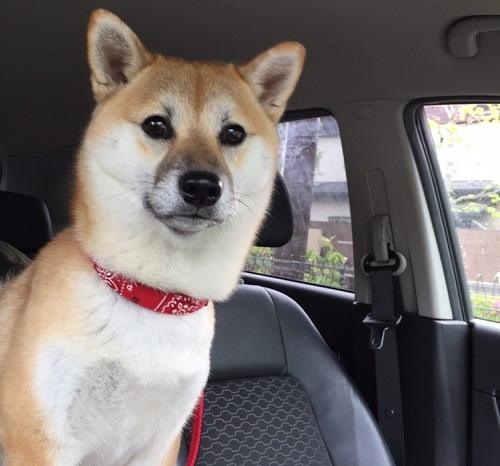 ペット手帳 ベストショット