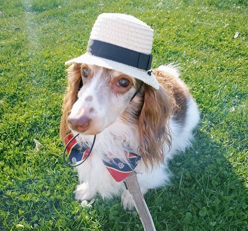 ペット手帳 ベストショット