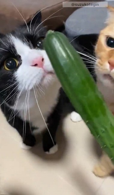 きゅうり初収穫を祝う猫ちゃんたち