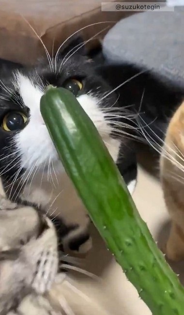 きゅうり初収穫を祝う猫ちゃんたち