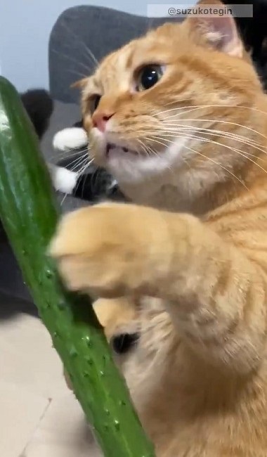 きゅうり初収穫を祝う猫ちゃんたち
