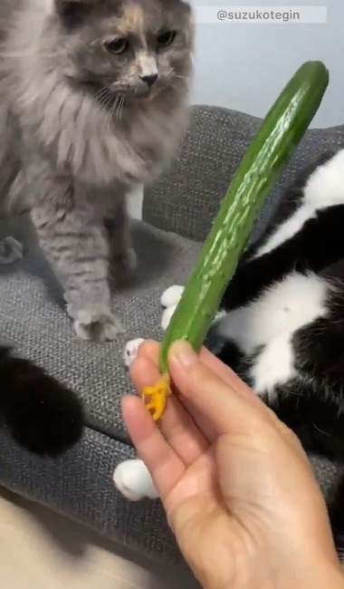 きゅうり初収穫を祝う猫ちゃんたち