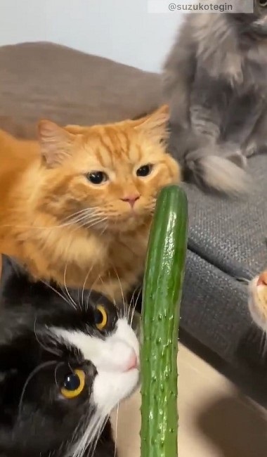 きゅうり初収穫を祝う猫ちゃんたち