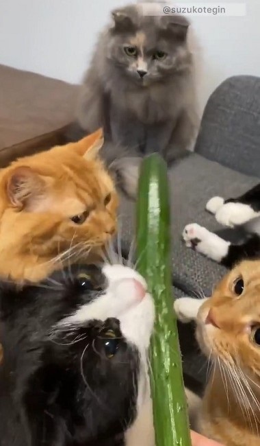きゅうり初収穫を祝う猫ちゃんたち