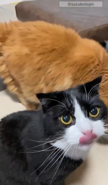 きゅうり初収穫を祝う猫ちゃんたち